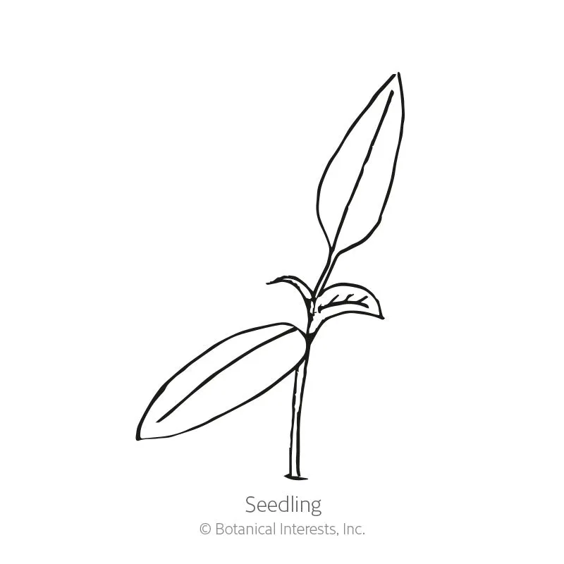Candy Cane Chocolate Cherry Sweet Pepper Seeds