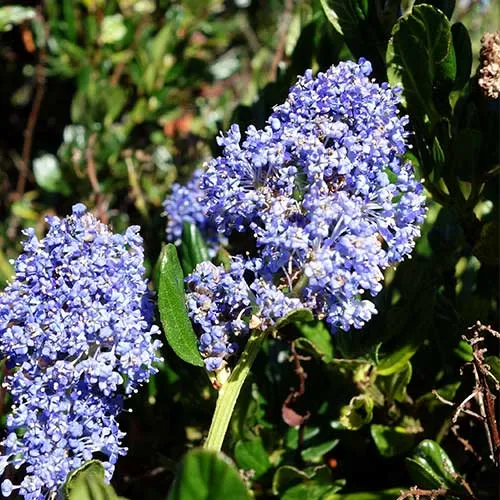 Ceanothus gloriosus var. exaltatus Emily Brown