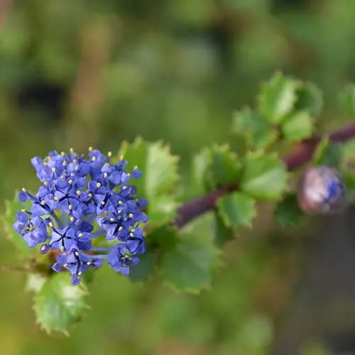 Ceanothus gloriosus var. exaltatus Emily Brown