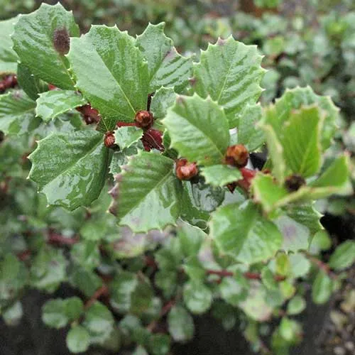 Ceanothus gloriosus var. exaltatus Emily Brown
