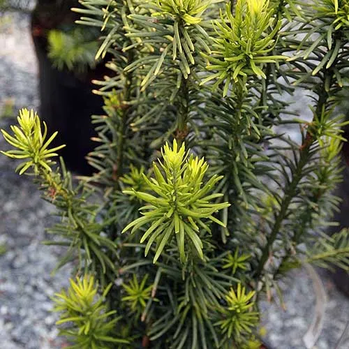 Cephalotaxus harringtonia Fastigiata
