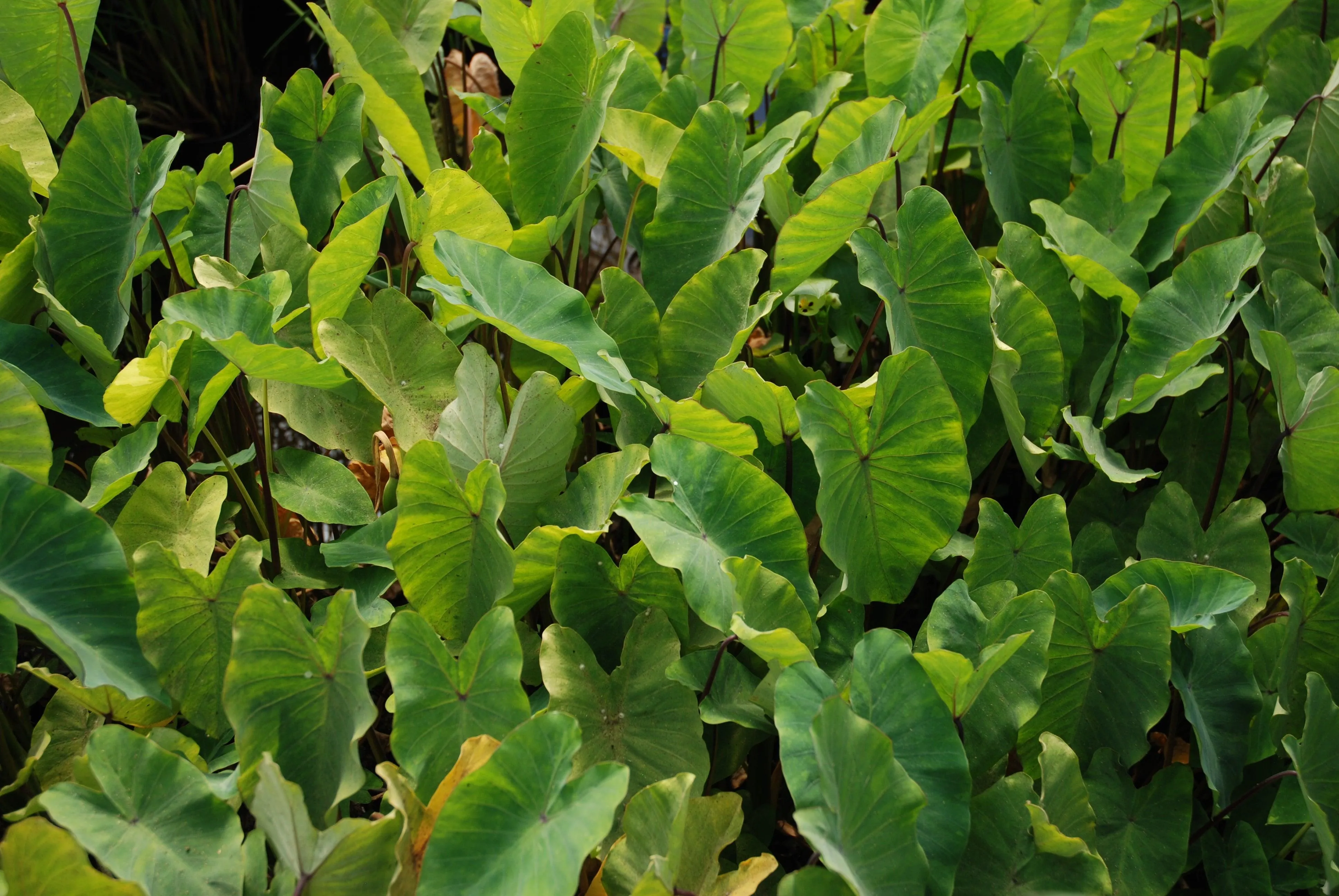 Colocasia esculenta 'Chicago Harlequin Taro' (Bare Root)