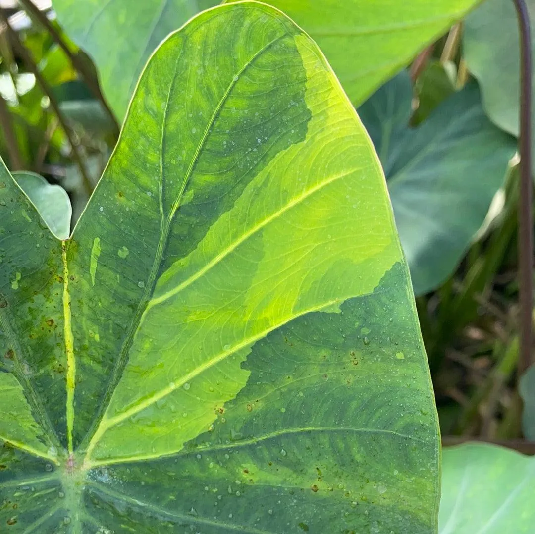 Colocasia esculenta 'Chicago Harlequin Taro' (Bare Root)