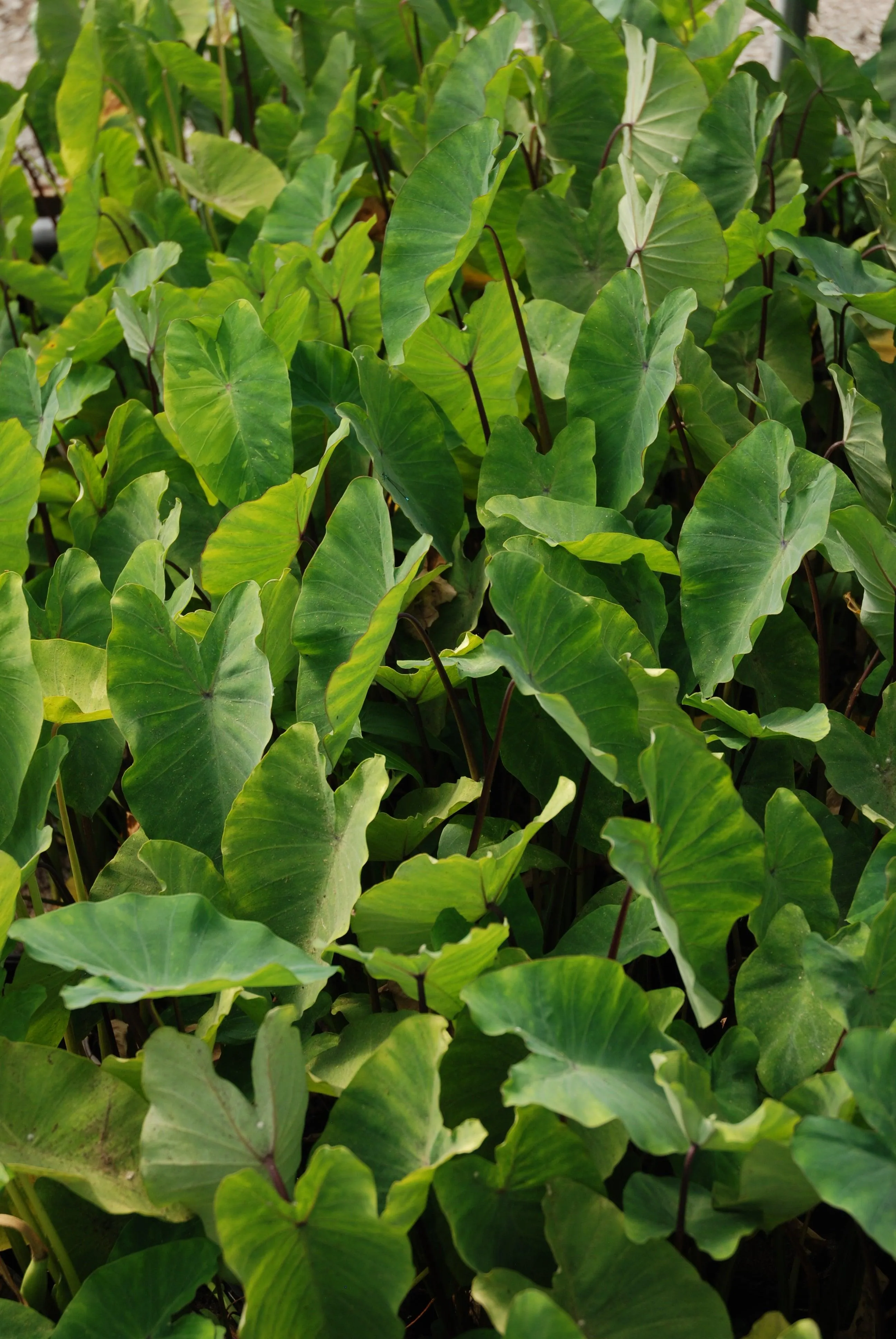 Colocasia esculenta 'Chicago Harlequin Taro' (Bare Root)