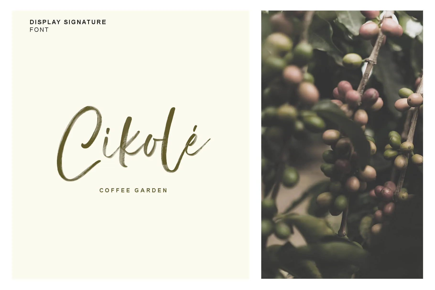 Display - Free Signature SVG Font