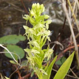 Water Spider Orchid Seeds